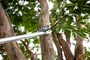 Tesoura para Poda de Árvore 1,8 a 3m Vonder